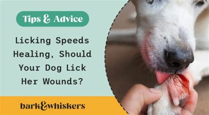 What happens if a dog licks ad ointment